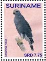 Grey-lined Hawk (Asturina nitida)